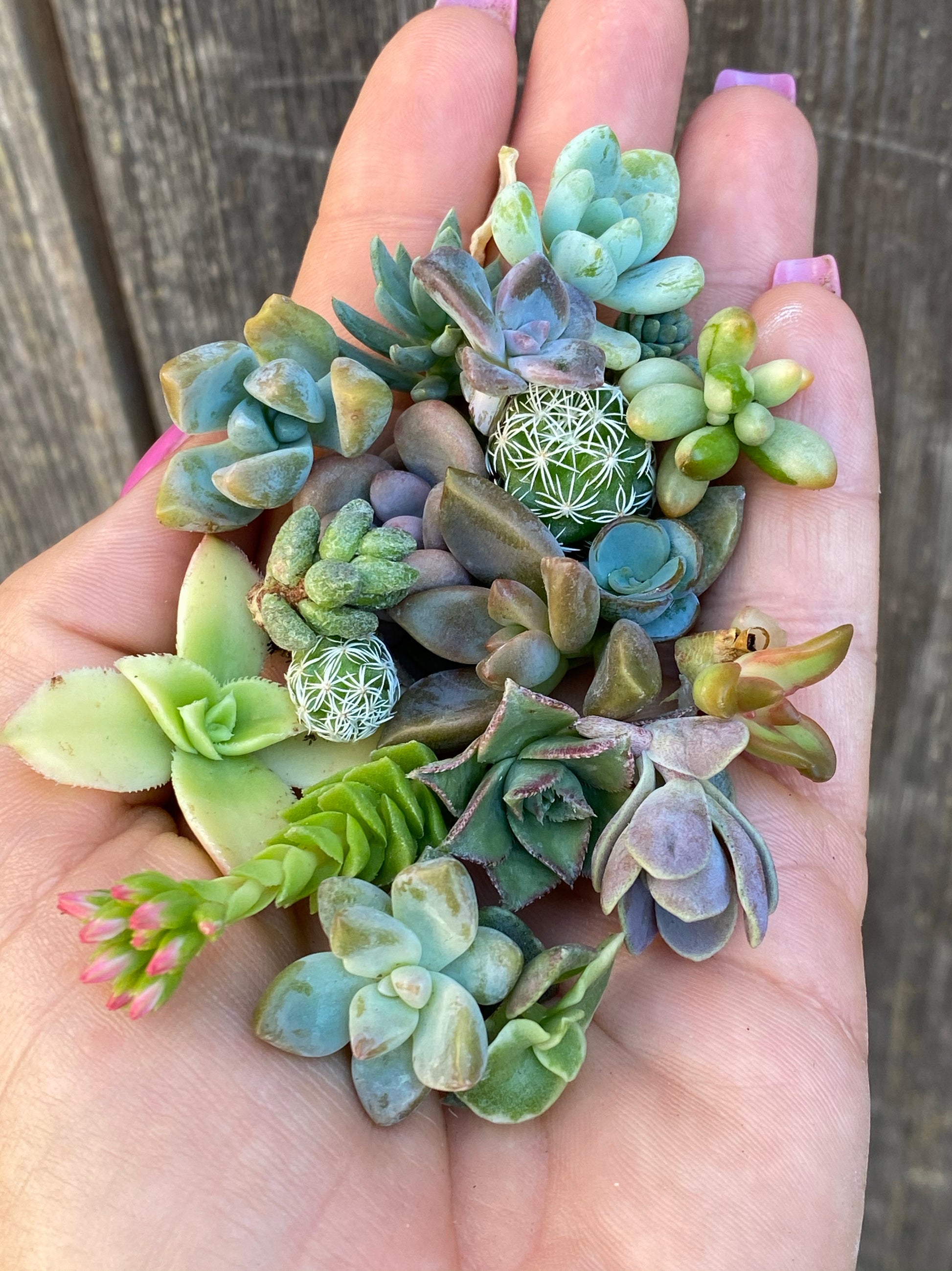 pixie succulents Pixie Cuttings Sets