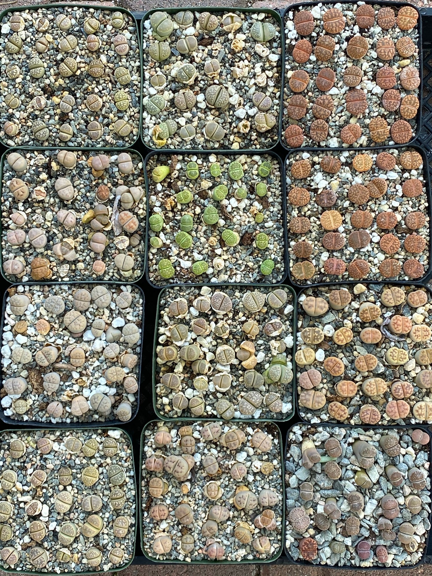 Lithops pack (25 pc)