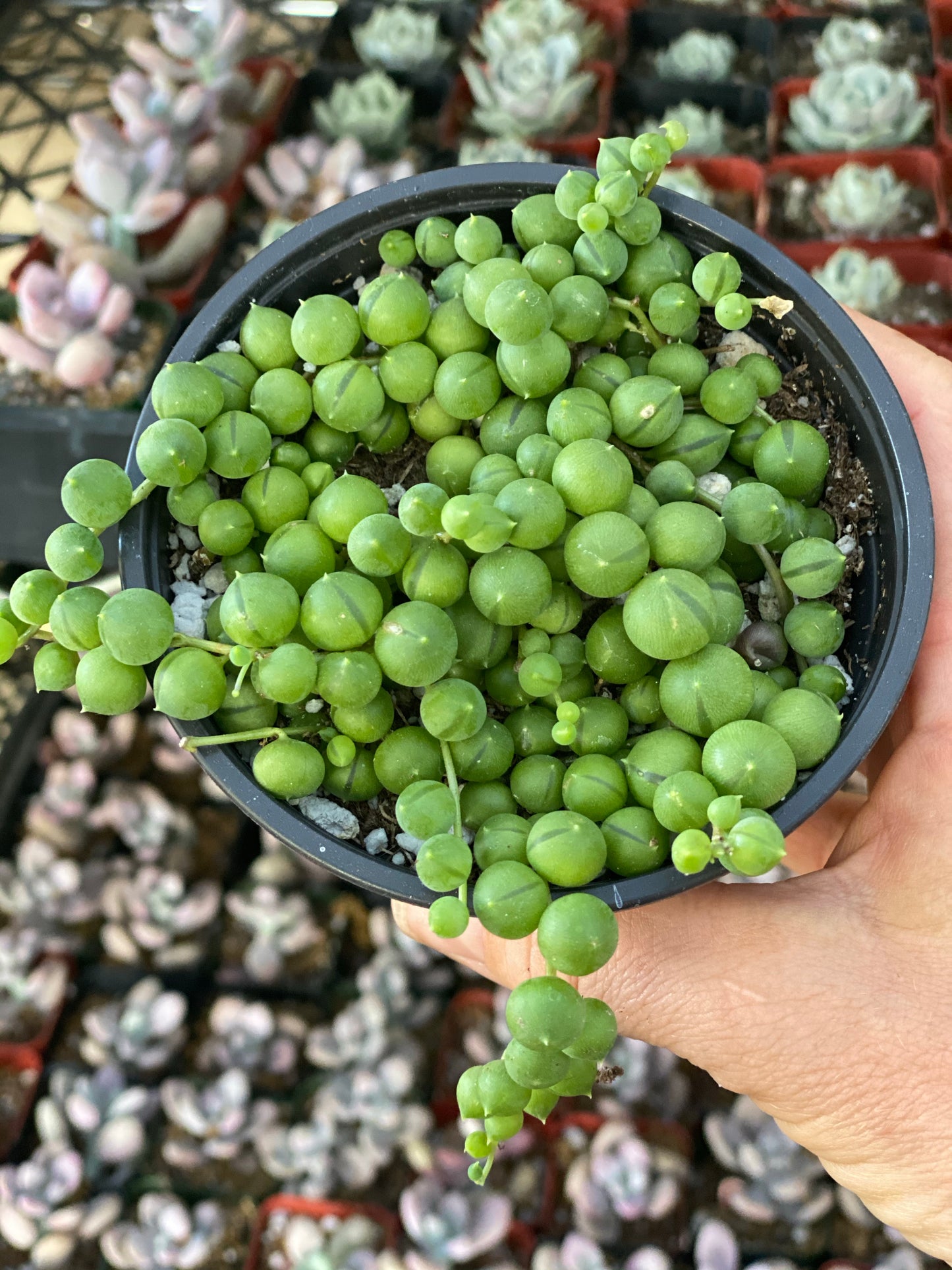 4” String of Pearls