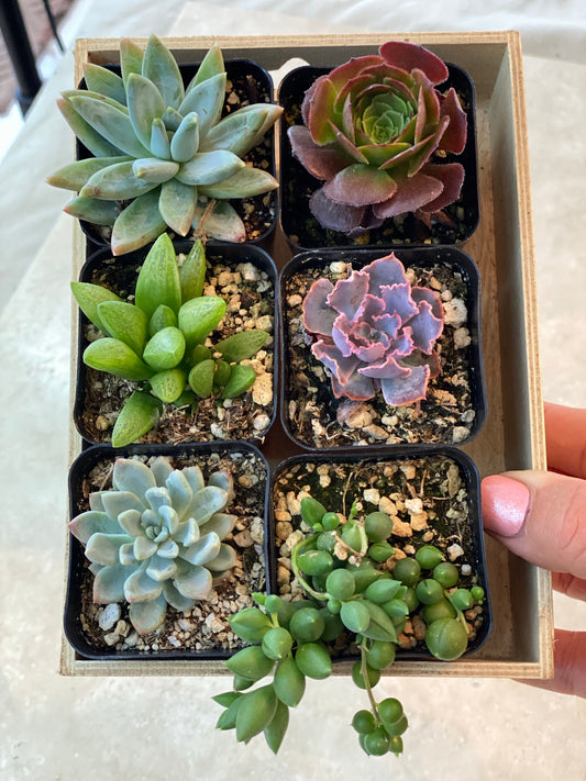 6-pack of 2" succulents