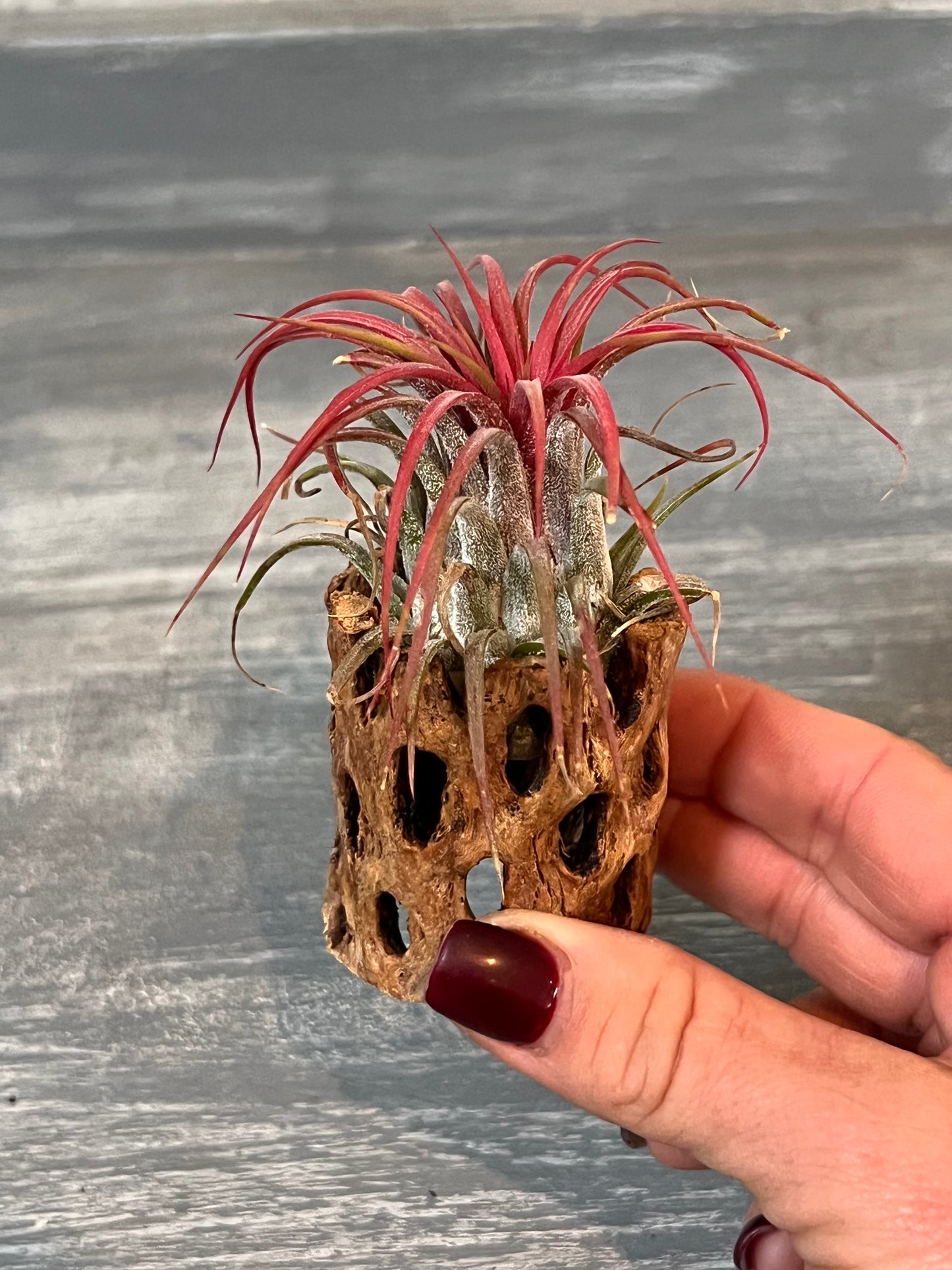 Ionantha