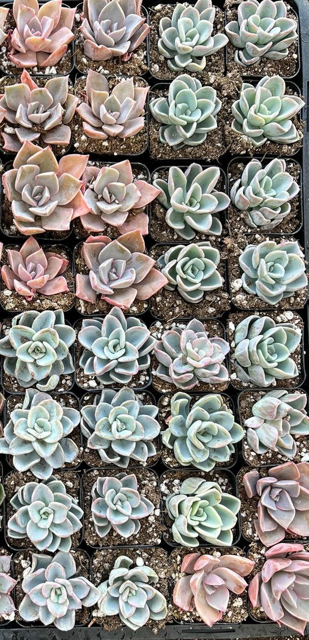 20 succulents 20-Pack of COLORFUL 2" Succulents – Little Succulent Shop