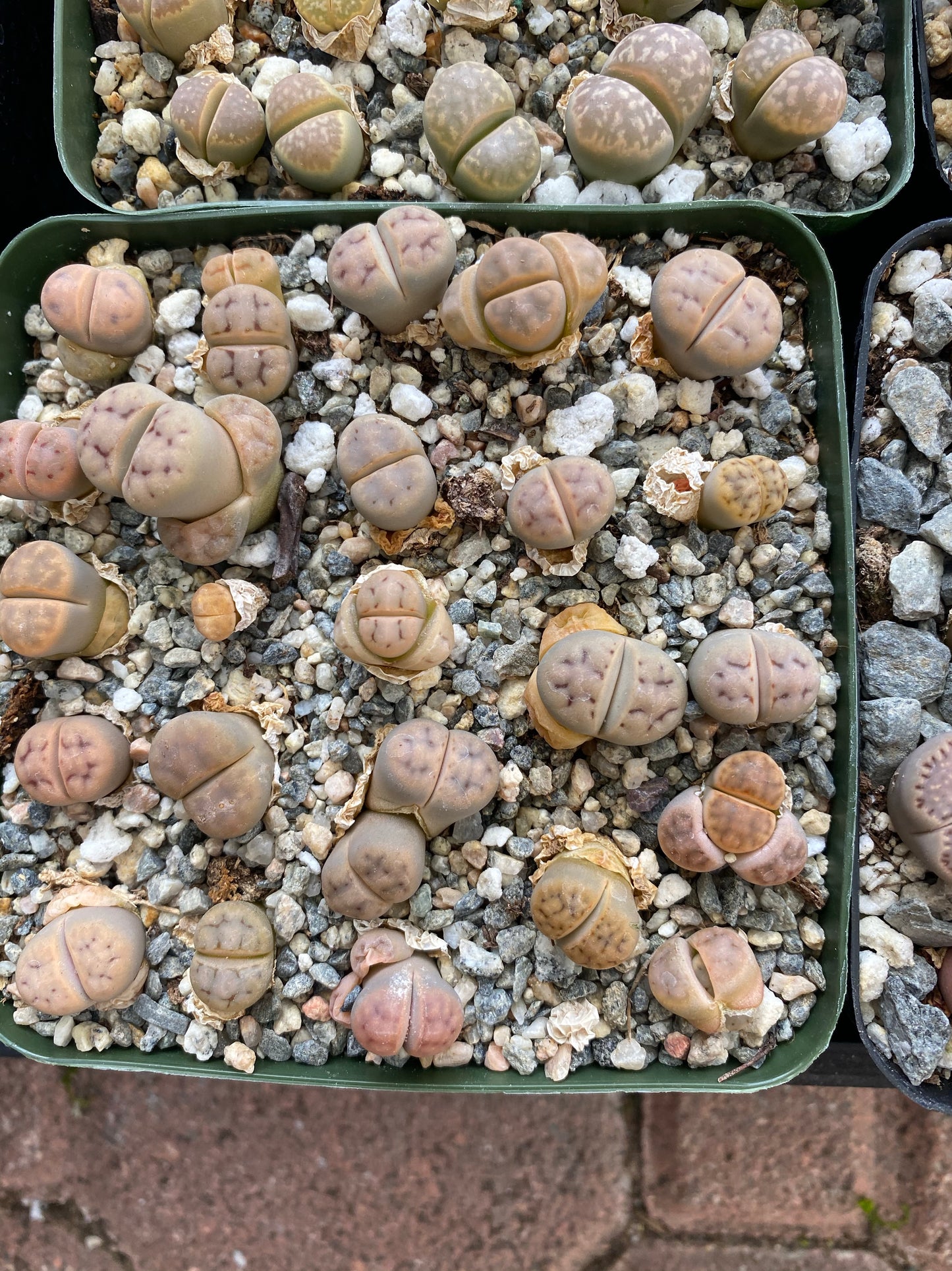 Lithops pack (25 pc)