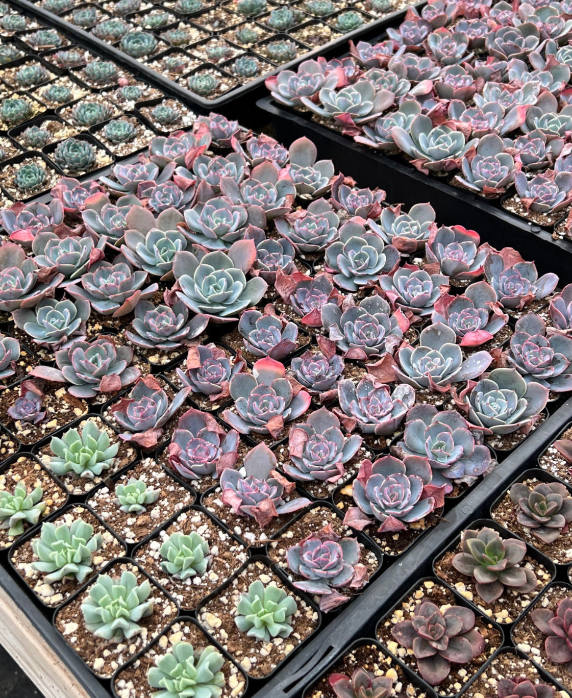 20-Pack of COLORFUL 2" Succulents