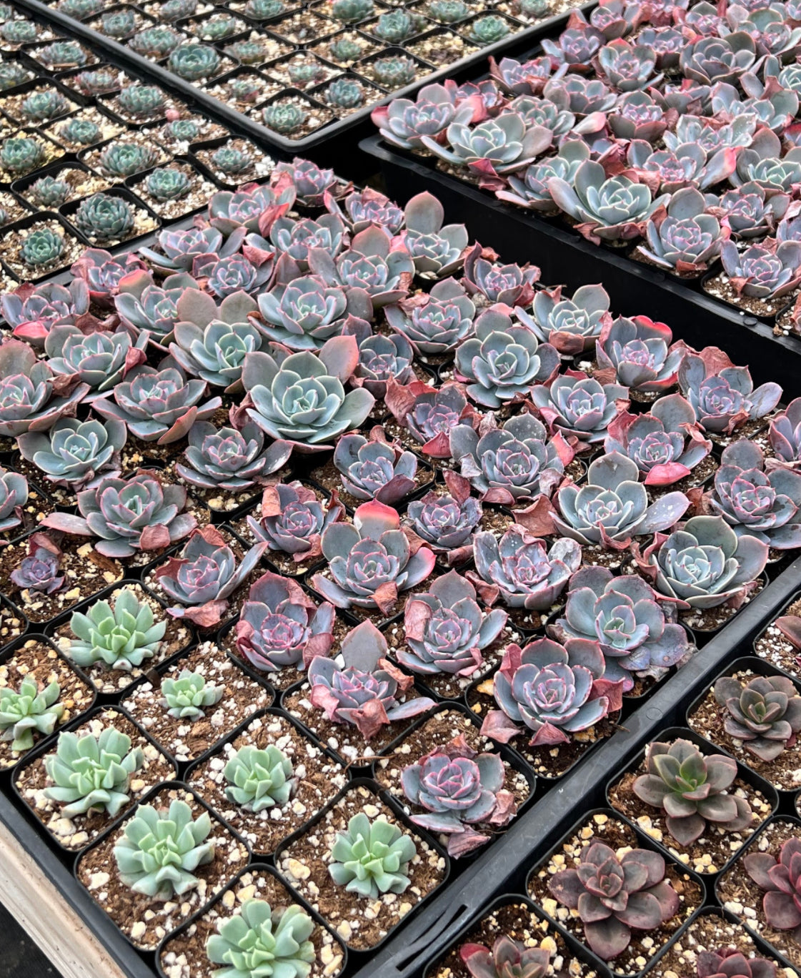 succulents sold at walmart 20-Pack of COLORFUL 2" Succulents – Little Succulent Shop
