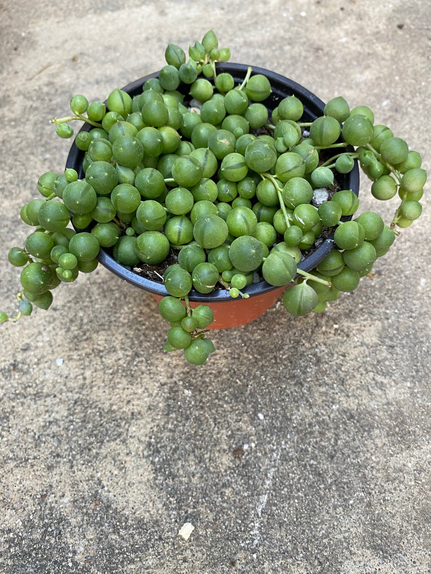 4” String of Pearls