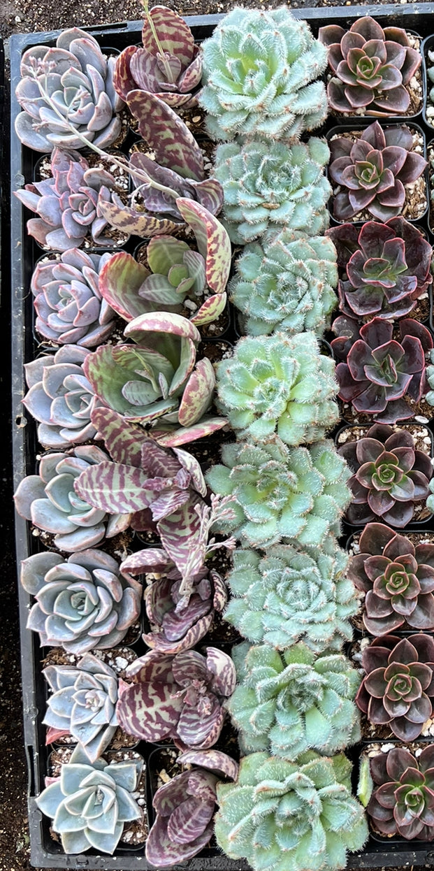 20-Pack of COLORFUL 2" Succulents
