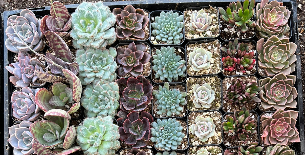 tiny succulents for sale 20-Pack of COLORFUL 2" Succulents – Little Succulent Shop