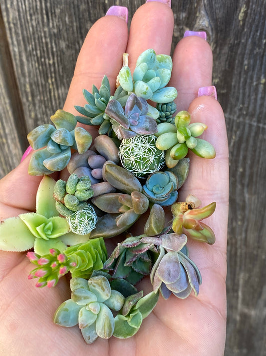 Pixie Cuttings Sets