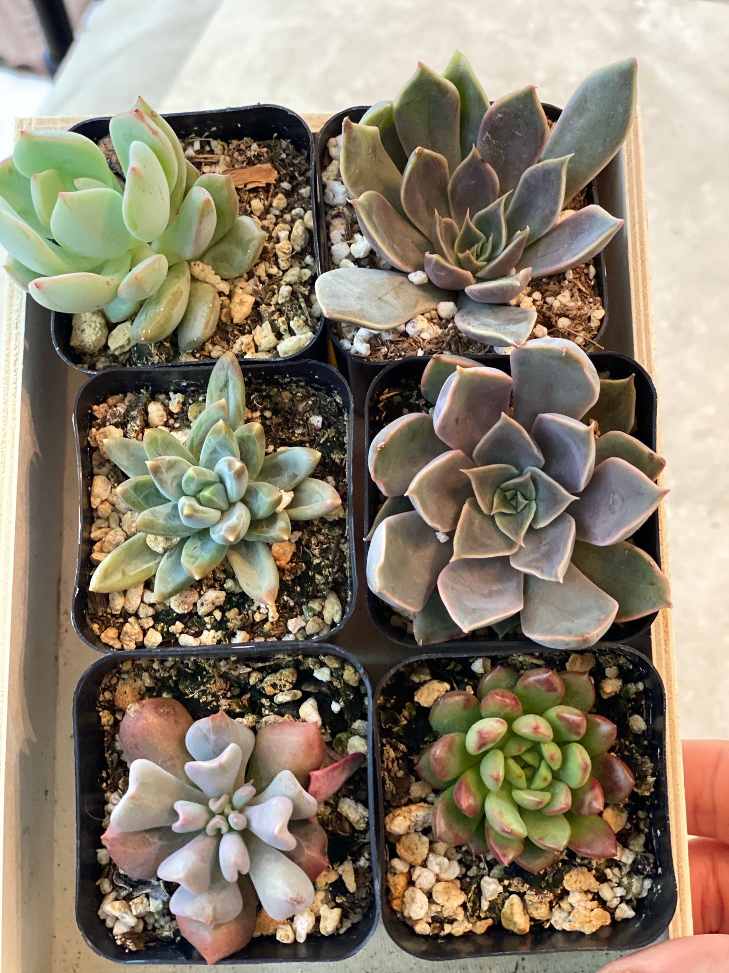 6-pack of 2" succulents