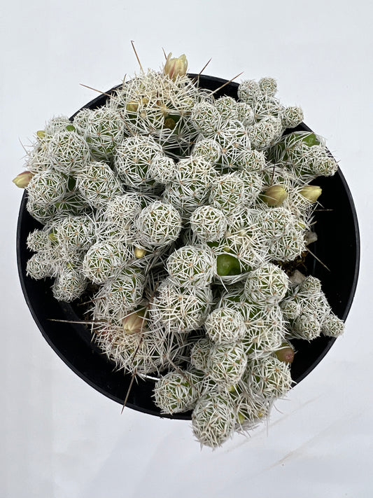 Thimble Cactus - 4" Pot